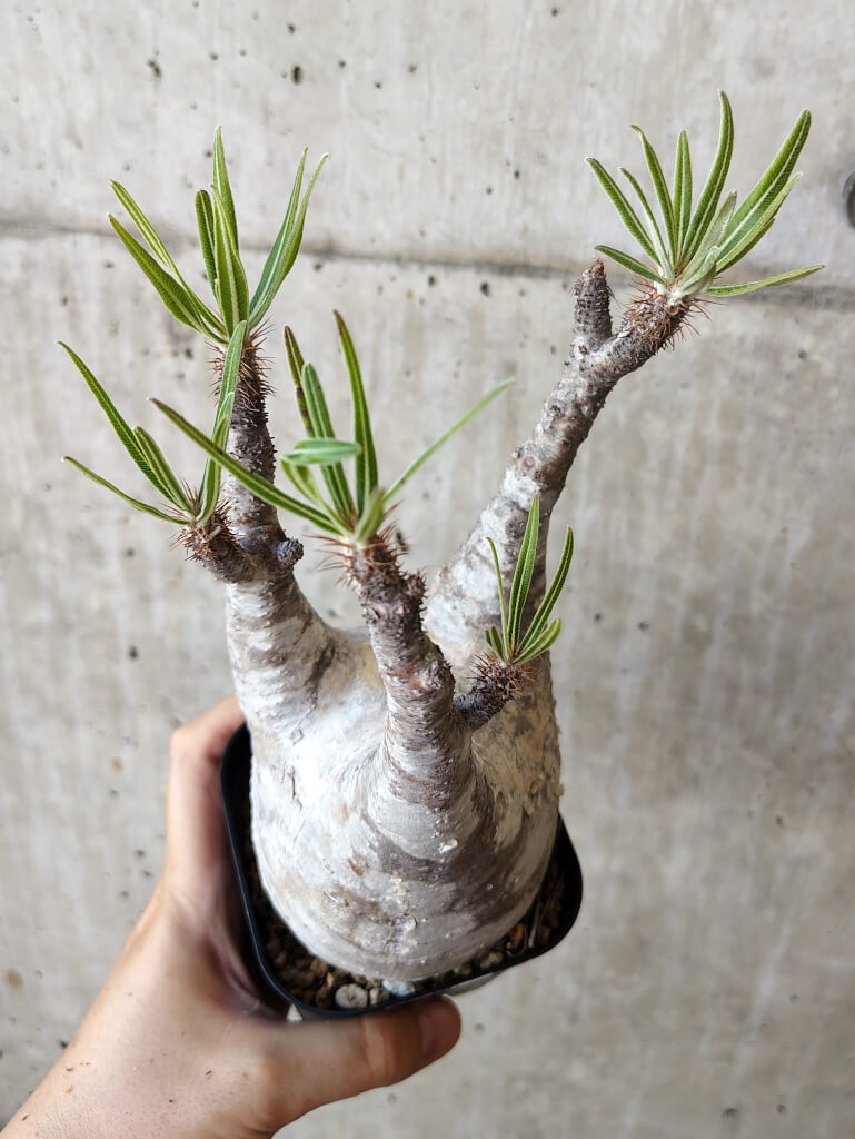 【現品限り】パキポディウム・グラキリス 現地株 発根済み 長期管理【V67】 Pachypodium gracilius