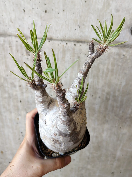 【現品限り】パキポディウム・グラキリス 現地株 発根済み 長期管理【V67】 Pachypodium gracilius