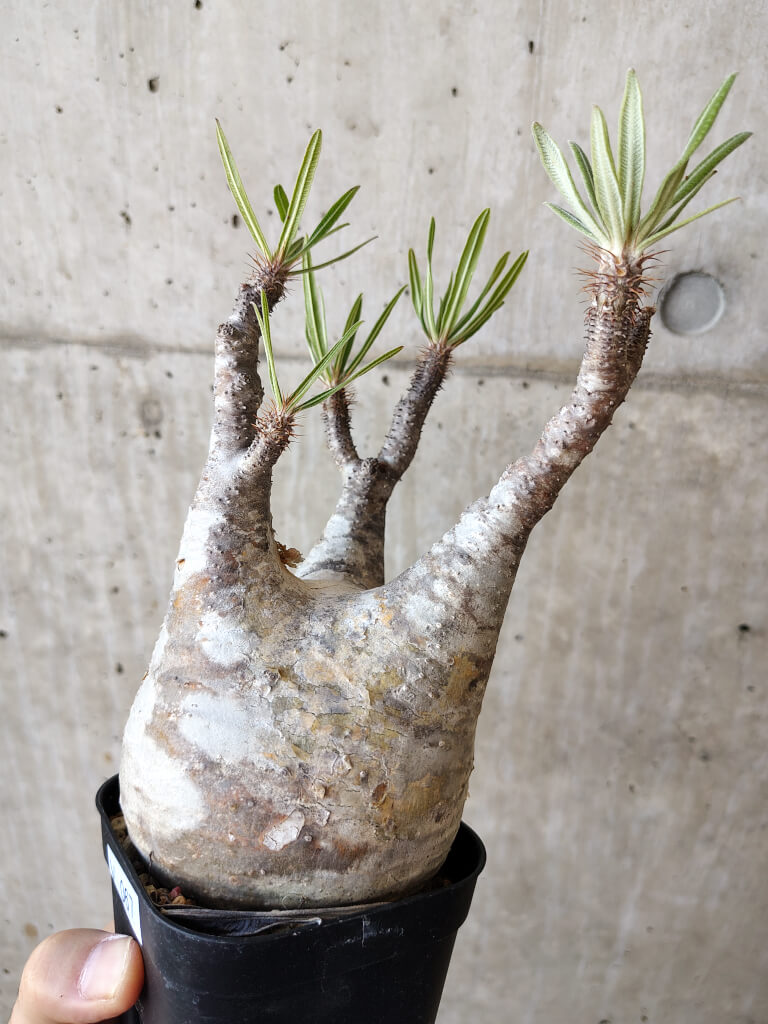 【現品限り】パキポディウム・グラキリス 現地株 発根済み 長期管理【V67】 Pachypodium gracilius