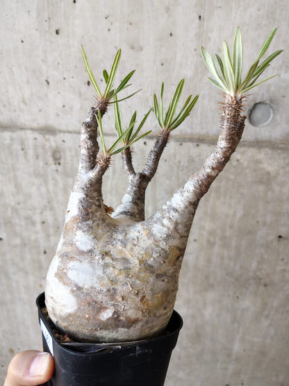 【現品限り】パキポディウム・グラキリス 現地株 発根済み 長期管理【V67】 Pachypodium gracilius