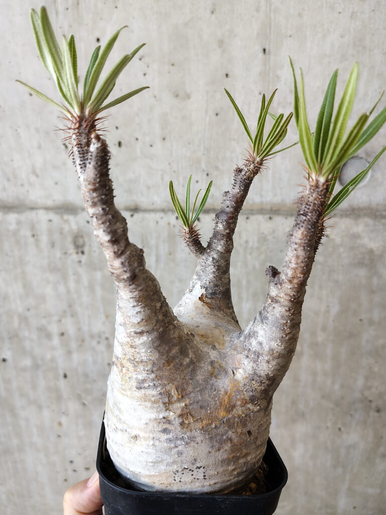 【現品限り】パキポディウム・グラキリス 現地株 発根済み 長期管理【V67】 Pachypodium gracilius