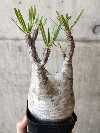 【現品限り】パキポディウム・グラキリス 現地株 発根済み 長期管理【V67】 Pachypodium gracilius