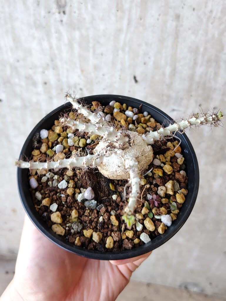 【現品限り】ヤトロファ・マルギナータ【V68】 Jatropha marginata