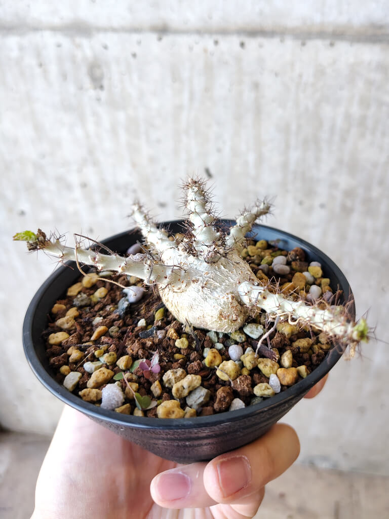 現品限り】ヤトロファ・マルギナータ【V68】 Jatropha marginata 塊根