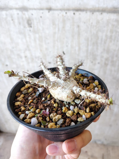 【現品限り】ヤトロファ・マルギナータ【V68】 Jatropha marginata