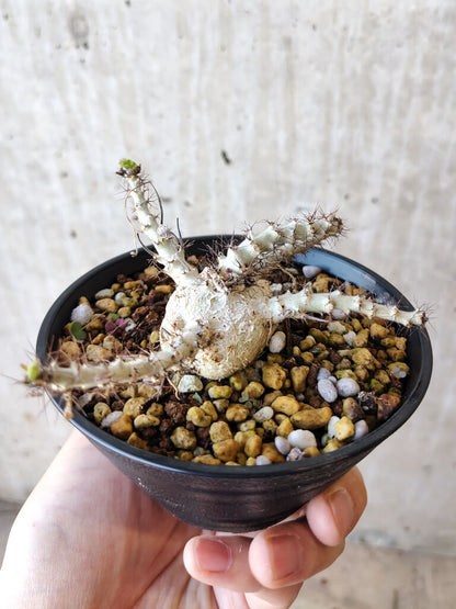 【現品限り】ヤトロファ・マルギナータ【V68】 Jatropha marginata