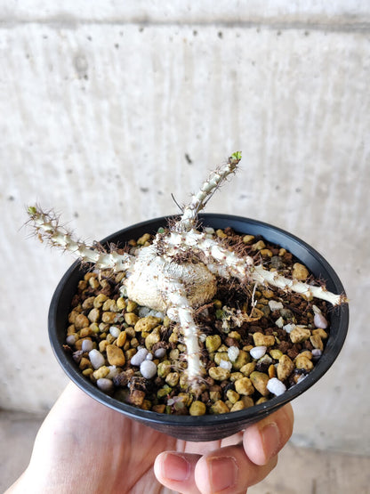 【現品限り】ヤトロファ・マルギナータ【V68】 Jatropha marginata