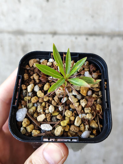 【現品限り】フォークイエリア・プルプシー【V8】 Fouquieria purpusii