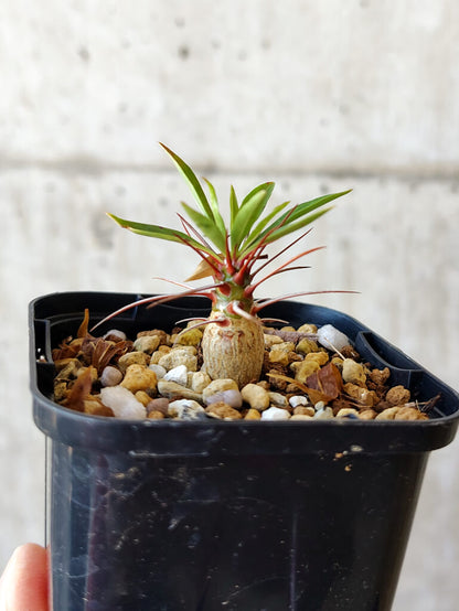 【現品限り】フォークイエリア・プルプシー【V8】 Fouquieria purpusii