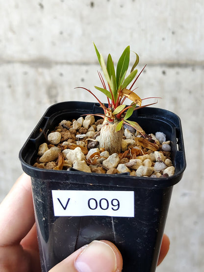 【現品限り】フォークイエリア・プルプシー【V9】 Fouquieria purpusii