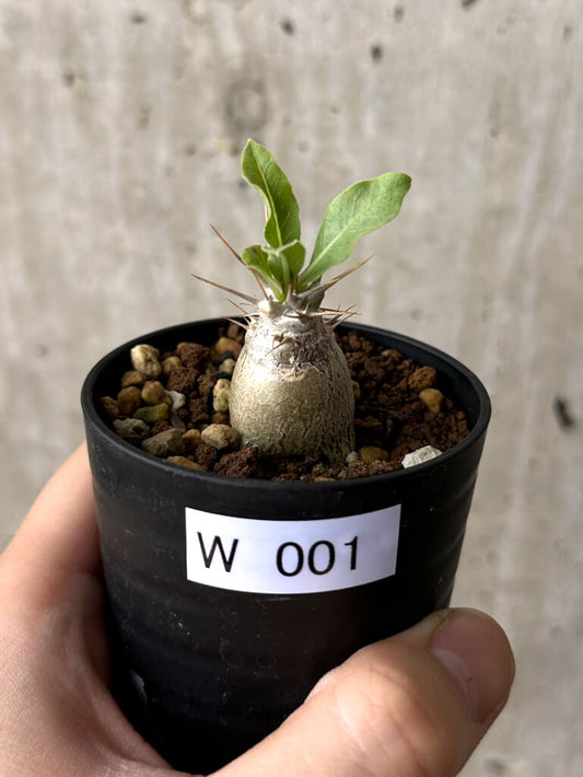 【現品限り】パキポディウム・レアリー【W1】 Pachypodium lealii