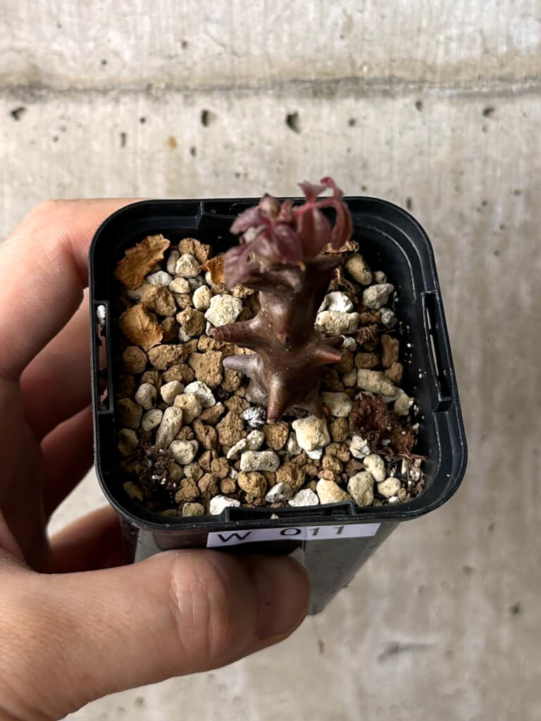 【現品限り】ベイセリア・メキシカーナ【W11】 Beiselia mexicana