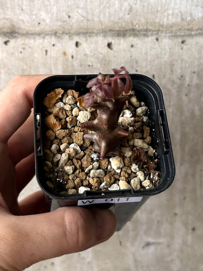 【現品限り】ベイセリア・メキシカーナ【W11】 Beiselia mexicana