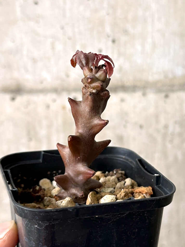 【現品限り】ベイセリア・メキシカーナ【W11】 Beiselia mexicana