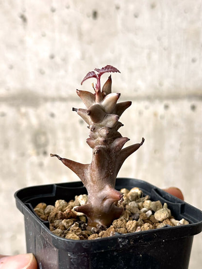 【現品限り】ベイセリア・メキシカーナ【W12】 Beiselia mexicana