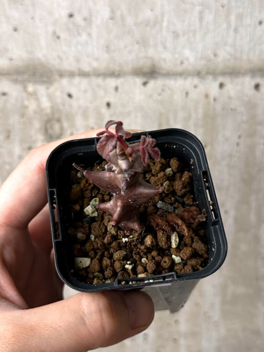 【現品限り】ベイセリア・メキシカーナ【W14】 Beiselia mexicana