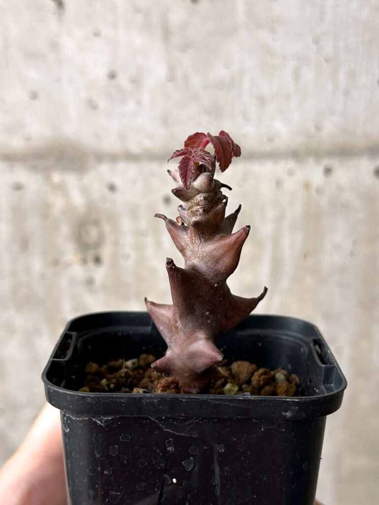 【現品限り】ベイセリア・メキシカーナ【W14】 Beiselia mexicana