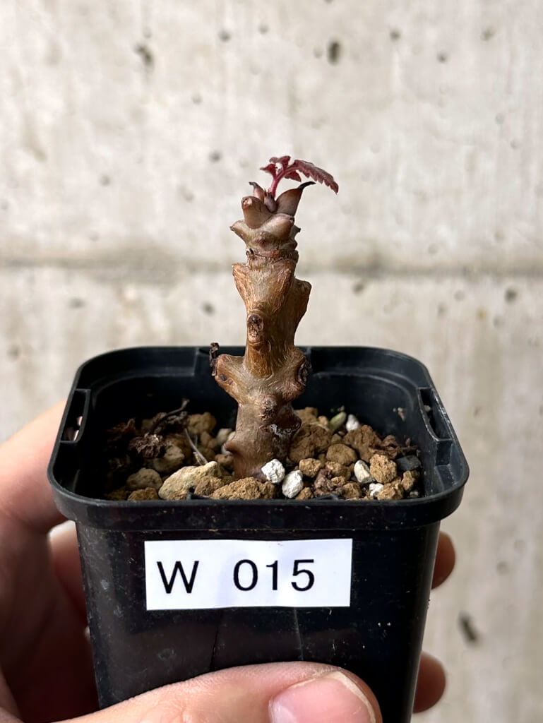 【現品限り】ベイセリア・メキシカーナ【W15】 Beiselia mexicana