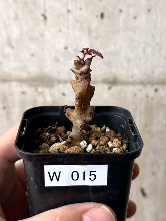 【現品限り】ベイセリア・メキシカーナ【W15】 Beiselia mexicana