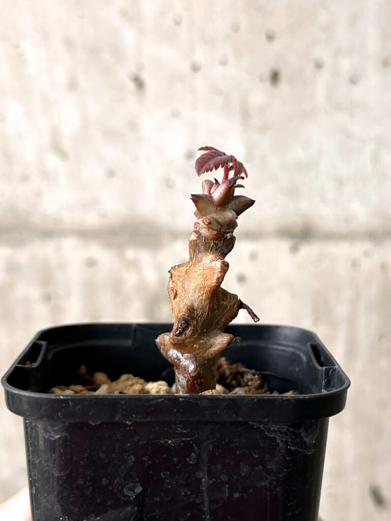 【現品限り】ベイセリア・メキシカーナ【W15】 Beiselia mexicana