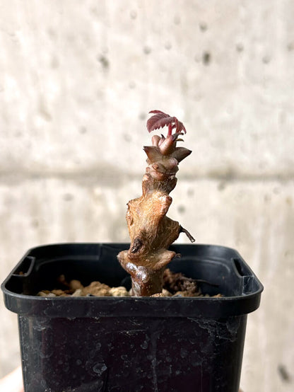 【現品限り】ベイセリア・メキシカーナ【W15】 Beiselia mexicana