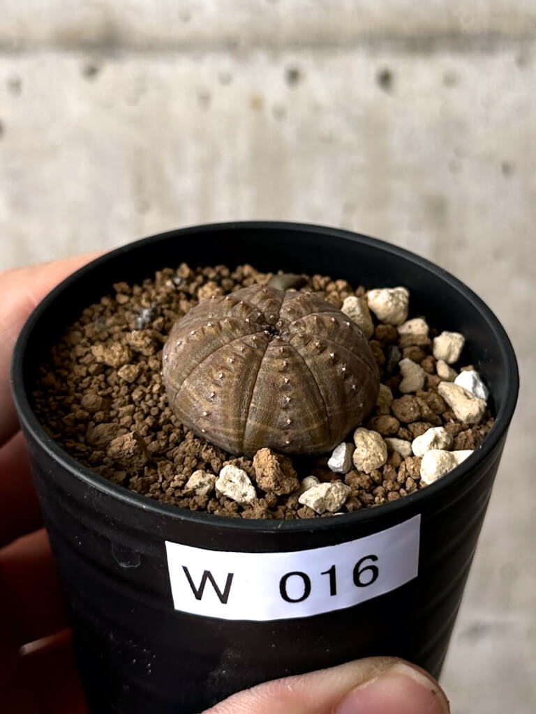 現品限り】ユーフォルビア・オベサ【W16】 Euphorbia obesa 塊根植物