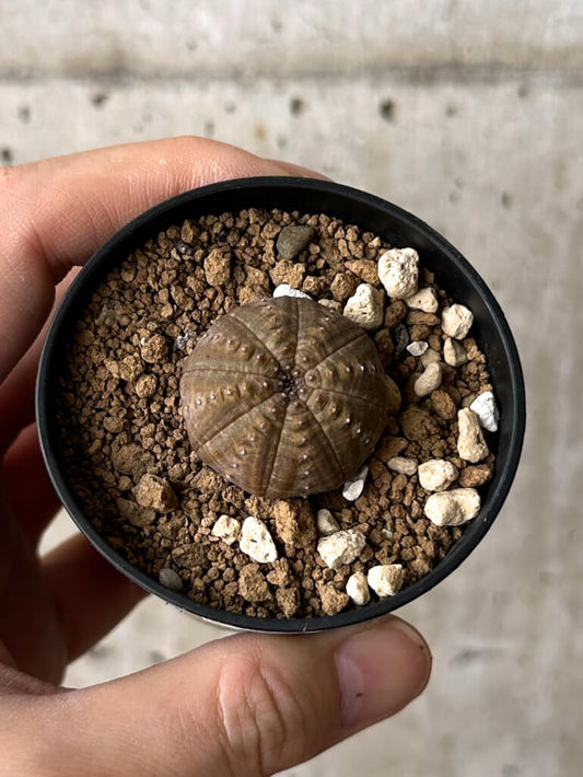 【現品限り】ユーフォルビア・オベサ【W16】 Euphorbia obesa