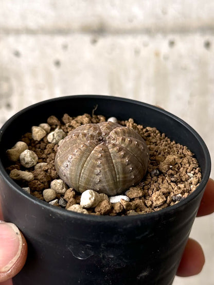 【現品限り】ユーフォルビア・オベサ【W16】 Euphorbia obesa