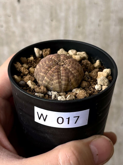 【現品限り】ユーフォルビア・オベサ【W17】 Euphorbia obesa