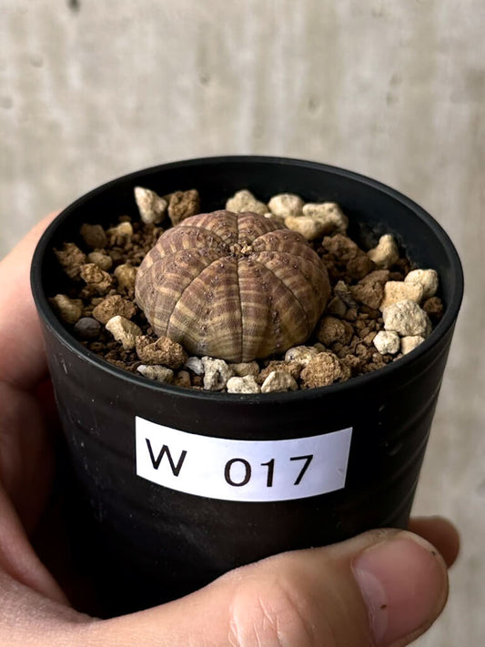【現品限り】ユーフォルビア・オベサ【W17】 Euphorbia obesa