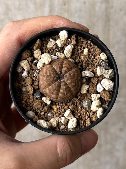 【現品限り】ユーフォルビア・オベサ【W18】 Euphorbia obesa