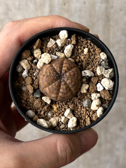 【現品限り】ユーフォルビア・オベサ【W18】 Euphorbia obesa