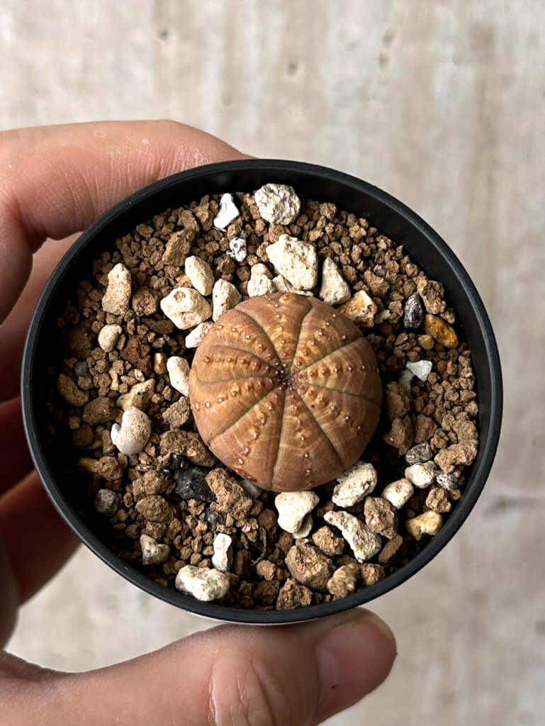 【美株・良型】ユーフォルビア オベサ 6個セット（約5cm）塊根植物 現品限り】ユーフォルビア・オベサ【W19】 Euphorbia obesa 塊根植物