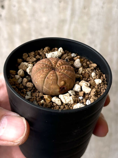 【現品限り】ユーフォルビア・オベサ【W19】 Euphorbia obesa