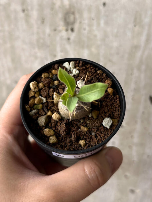 【現品限り】パキポディウム・レアリー【W1】 Pachypodium lealii