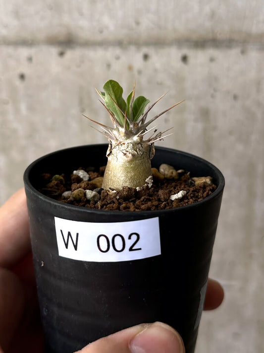 【現品限り】パキポディウム・レアリー【W2】 Pachypodium lealii