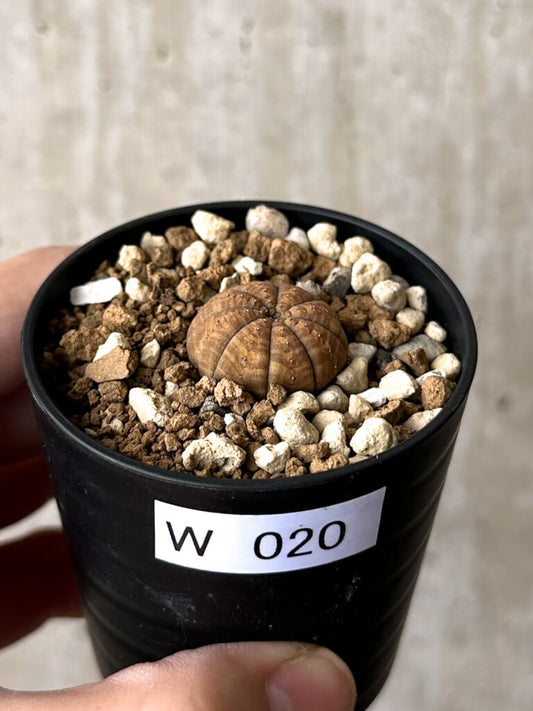 【現品限り】ユーフォルビア・オベサ【W20】 Euphorbia obesa