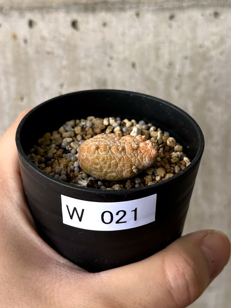 【現品限り】プセウドリトス・カプトヴィペラエ【W21】 pseudolithos caput viperae