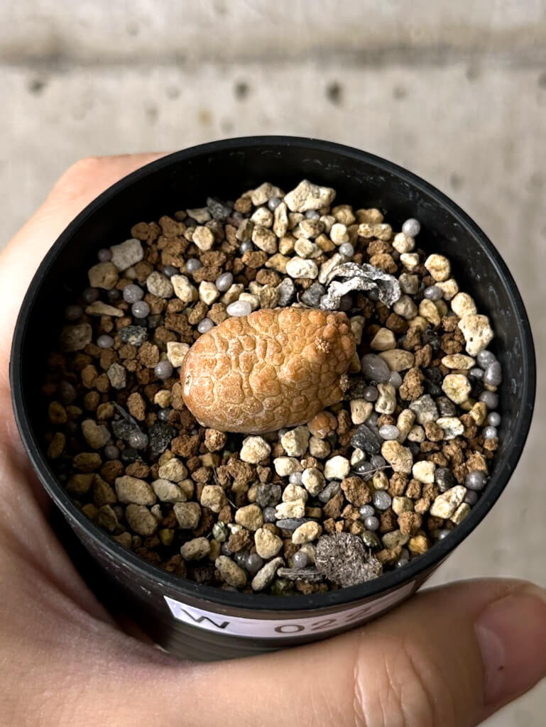 【現品限り】プセウドリトス・カプトヴィペラエ【W22】 pseudolithos caput viperae