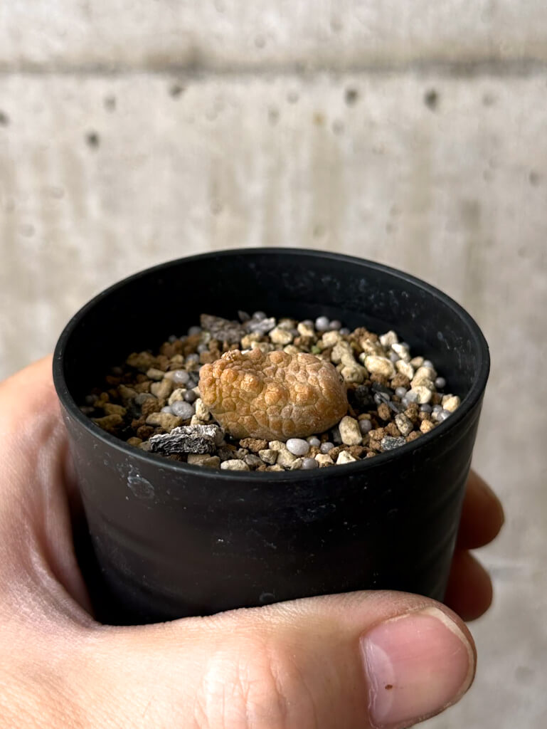 【現品限り】プセウドリトス・カプトヴィペラエ【W22】 pseudolithos caput viperae