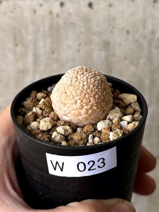 【現品限り】プセウドリトス・ミギウルティヌス【W23】 Pseudolithos migiurtinus