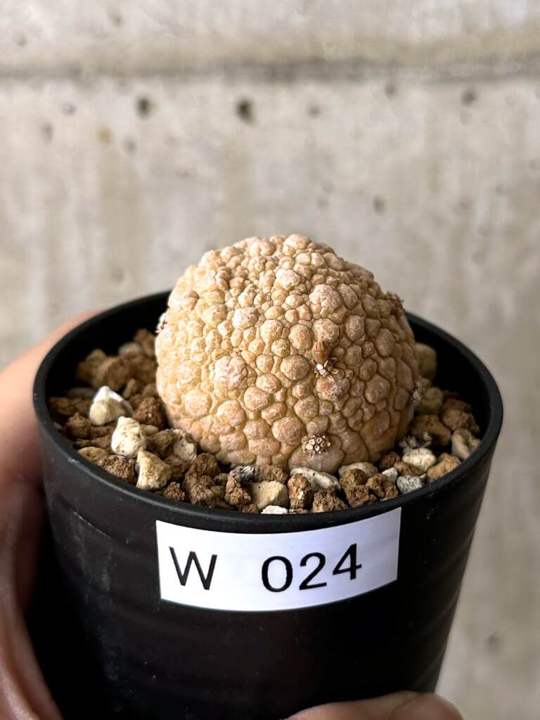 【現品限り】プセウドリトス・ミギウルティヌス【W24】 Pseudolithos migiurtinus