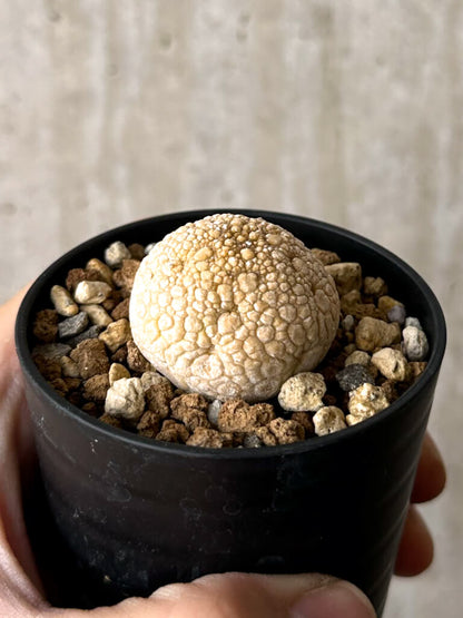 【現品限り】プセウドリトス・ミギウルティヌス【W25】 Pseudolithos migiurtinus