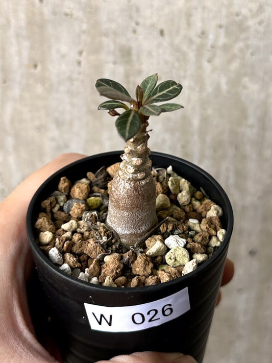 【現品限り】アデニウム・ソコトラナム 実生【W26】 Adenium socotranum