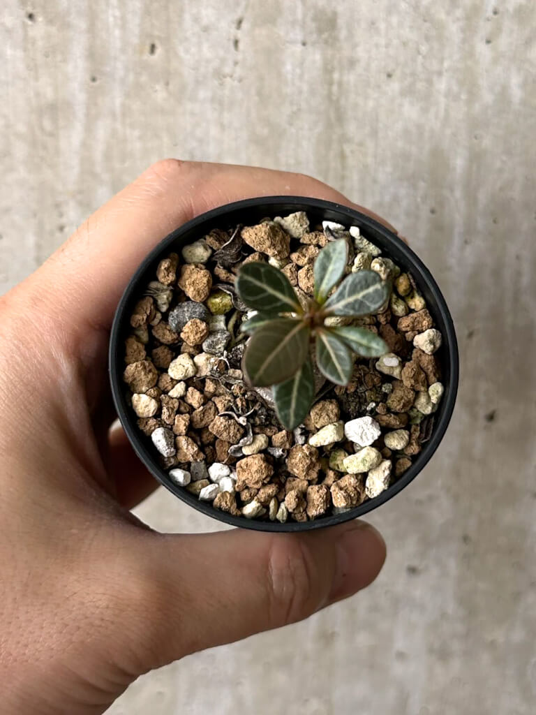 現品限り】アデニウム・ソコトラナム 実生【W26】 Adenium socotranum