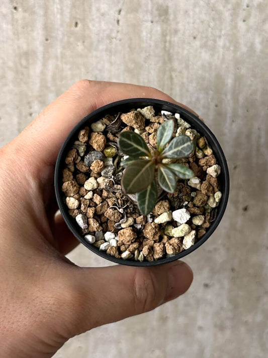 【現品限り】アデニウム・ソコトラナム 実生【W26】 Adenium socotranum