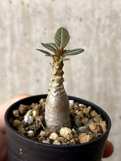 【現品限り】アデニウム・ソコトラナム 実生【W26】 Adenium socotranum