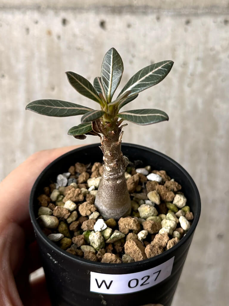 【現品限り】アデニウム・ソコトラナム 実生【W27】 Adenium socotranum