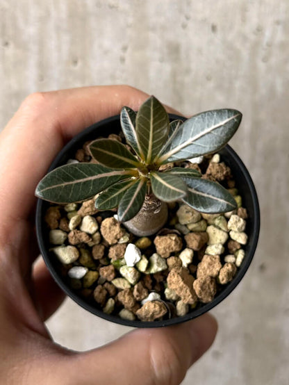 【現品限り】アデニウム・ソコトラナム 実生【W27】 Adenium socotranum