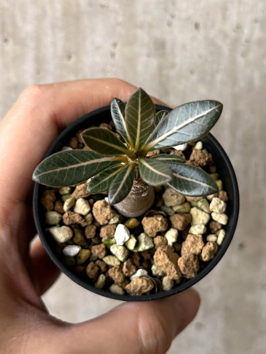 【現品限り】アデニウム・ソコトラナム 実生【W27】 Adenium socotranum